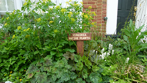 small-garden---Golden-alexandra-blooming