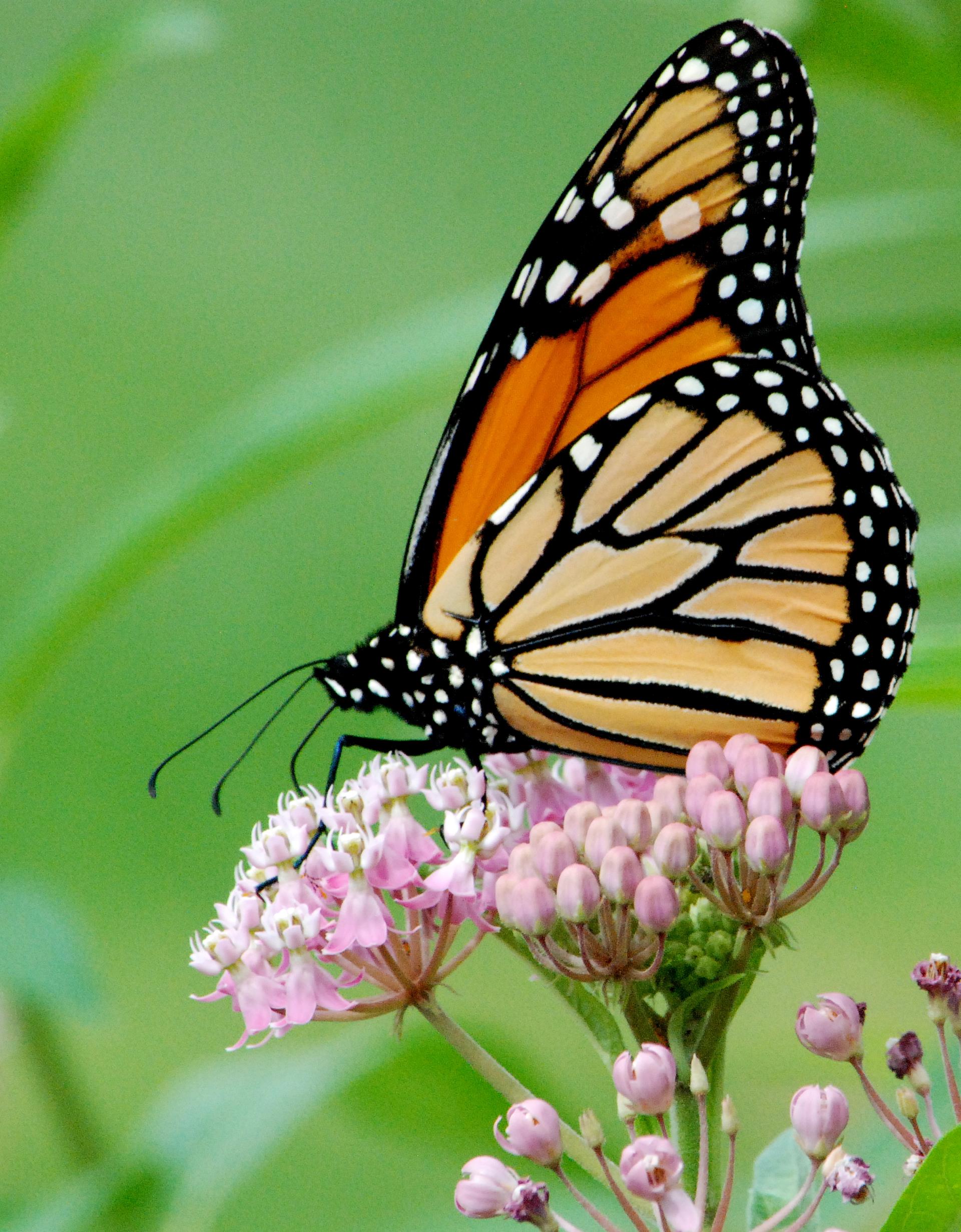 usfws-monarch-butterfly-swamp-milkweed