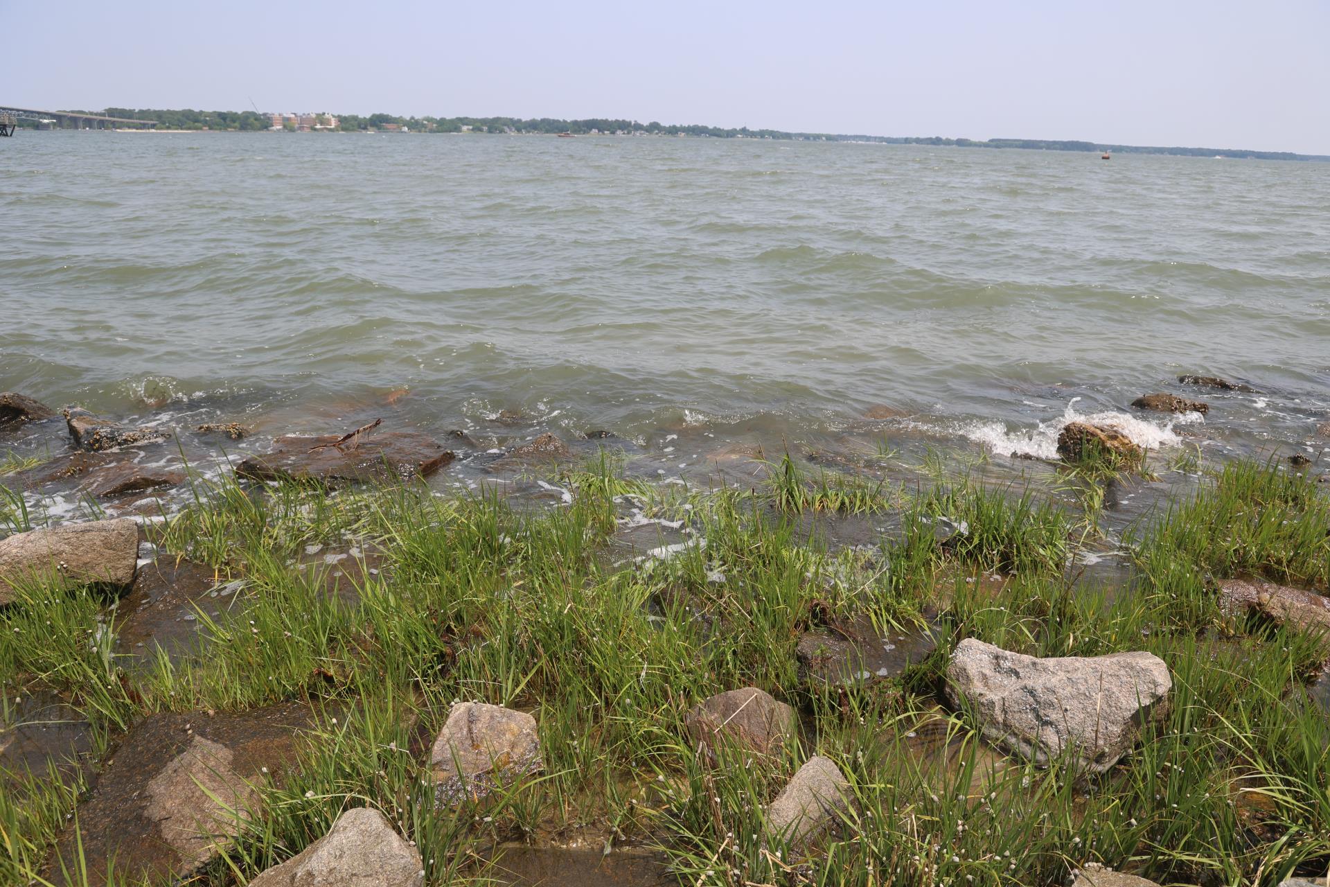 smooth cordgrass at Yorktown 3I8A3578