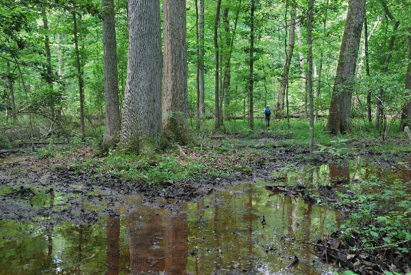 Wetlands
