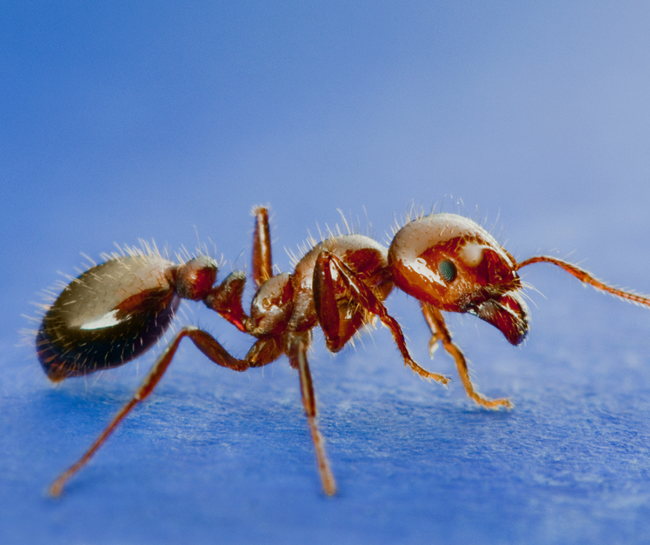 imported fire ant