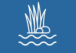 Wetlands & Streams