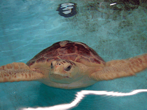 VACZM_Seaturtle_at_Stranding_Center